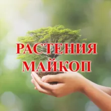 Растения Майкоп
