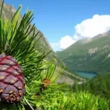 Кедровый лес 🌲