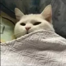 Мило и пушисто