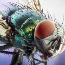 Мир под Микроскопом