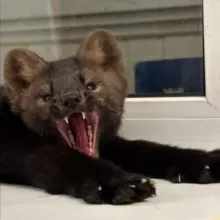 Человеки соболицы 👹