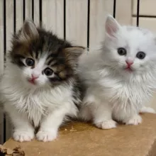 "Монастырские кошки"