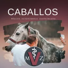 TODO SOBRE CABALLOS 🐎