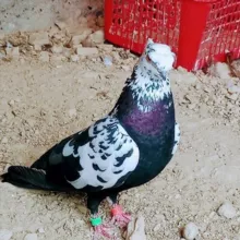 NAMANGAN RMK KABUTARLAR BOZORI GURUPASI