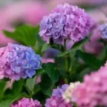 ДАЧНЫЙ РАЙ ☘️