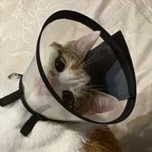 трашбин Ψ ✷