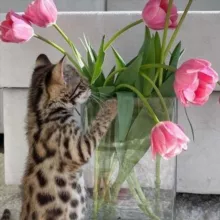 Пушистый интернет