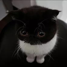 синабон фан пейджⁿᵘᵗᵉᵗᵒ