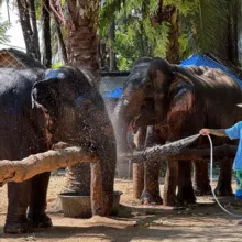 Жизнь Таиланд 🇹🇭 🌴