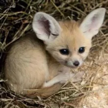 фенеки каждый день стабильно