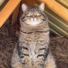 mrs.tatcher, Рысик и все-все