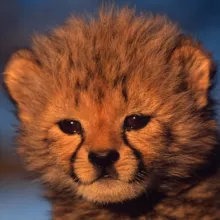 Сериалы про животных