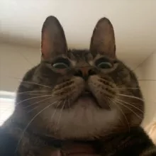 Котячий Бунт 🐾