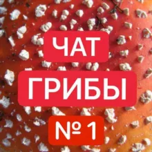 №1 Muhomorspace.ru ГРИБОЕДЫ Чат - Мухоморы 🍄🍄🍄 16 + ГРИБНИКИ пантерный ежовик кордицепс мака перуанская мукуна бады здоровье йог