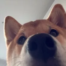 Беркут придумал название