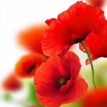 Адгезия_63pokupki