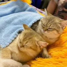 Белый дракон