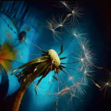 Seminare domande - Francesco Cappello