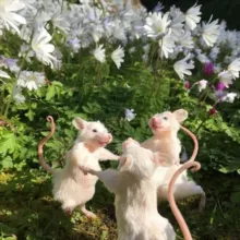 Зоопарк в твоей голове|ПСИХОЛОГИЯ