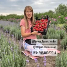 Ферма Лесниченко 🍓Выращивание клубники, саженцы 🌱