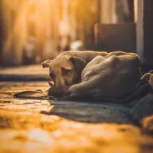 Animalpolice.ru🐶🐱🇷🇺