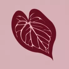 Plantathai | Plantatherapy shop | антуриумы и редкие растения