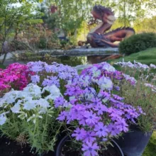 Питомник Муравушка Белгород Murava31