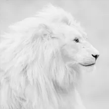 Boglike.max Просмотр рекламы 💰