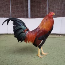 GALPÓN LOS EUCALIPTOS 🔥🔥