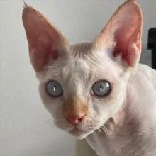 ЭМЭЙЗИНГ СЕРЖ 🫡