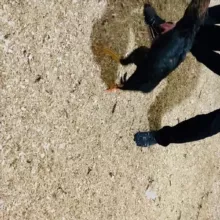 КОРОЛЕВСКИЙ ХУРОЗЛАР QO’QON