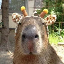 Doramli | Капибары о дорамах