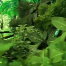 ЖИВОТНЫЕ и РАСТЕНИЯ БУХАРА