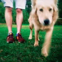 Да, Сковорода