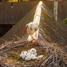 Слуцк говорит