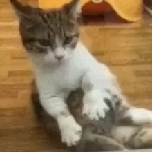 Котообразие Felidae и не только