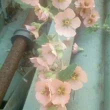 Plantas medicinales 🌿