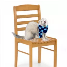 Фретка и стул 🧍‍♂️