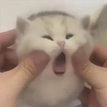 жвётни пикчански