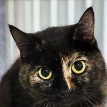 Четыре Лапы