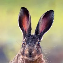 Дикая природа Крыма. My-Mriya. 🐇