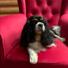 🐶 Блог Сильвии о Кавалер Кинг Чарльз Спаниелях