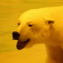 FANOFTHEFURR [SmegArt]