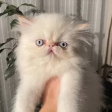 Коробка с котами