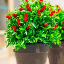 Сад на окне