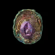 Биохард | Олимпиадная биология