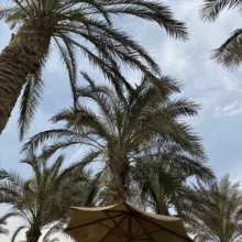 Арабский под пальмой