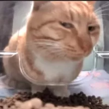 Hello Street Cat Россия