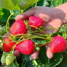 Питомник Долбня