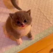 КОТЯТА-НЕВДУПЛЯТА